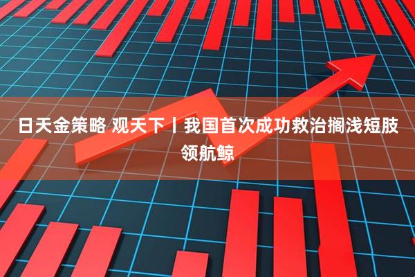 日天金策略 观天下丨我国首次成功救治搁浅短肢领航鲸